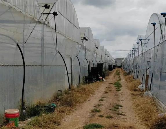 # 陸良中樞鎮(zhèn)20畝鋼架溫室大棚轉(zhuǎn)讓/出租，黃金區(qū)位+全優(yōu)配套！  